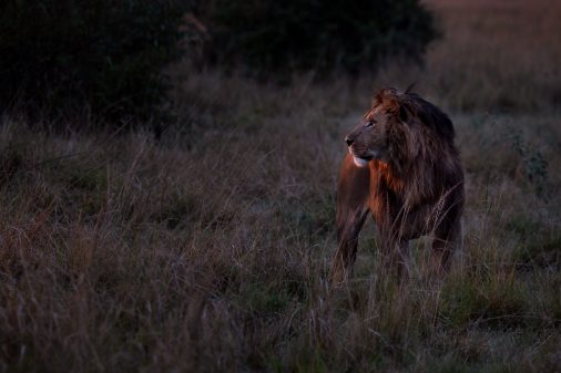 Masai Mara Loewe im letzten Licht.