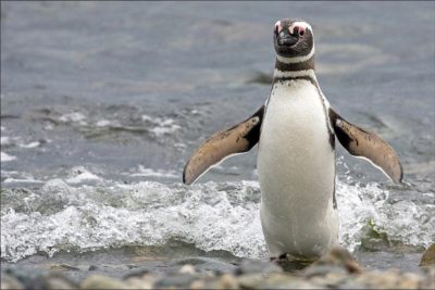 Pinguin Patagonien