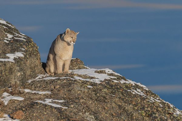 Puma in Patagonien