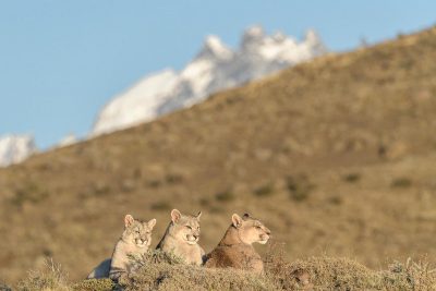 Pumas in Patagonien