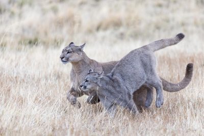 Pumas in Patagonien