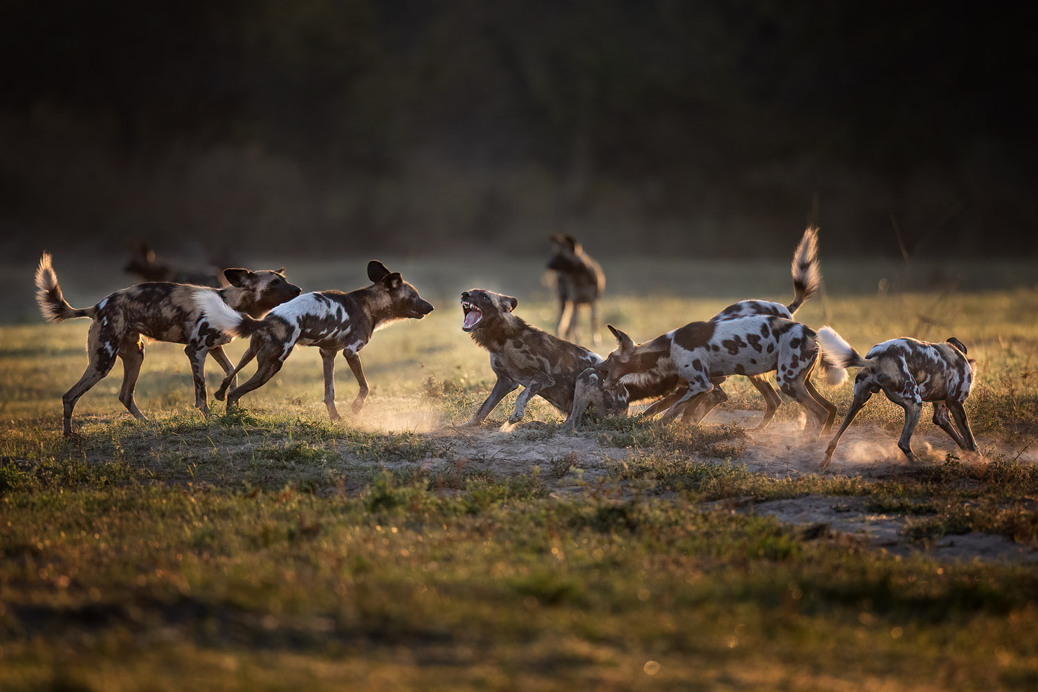 Afrikanische Wildhunde - South Luangwa Nationalpark, Sambia, Fotoreisen