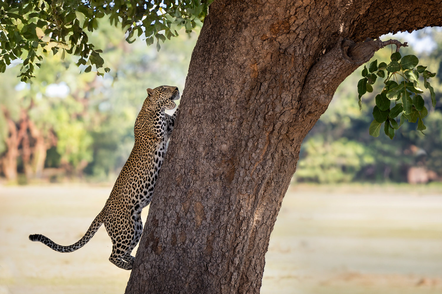 Leopard klettert in Baum, Sambia Fotoreise