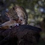 Junger Leopard mit Beute - Fotoreisen Leoparden