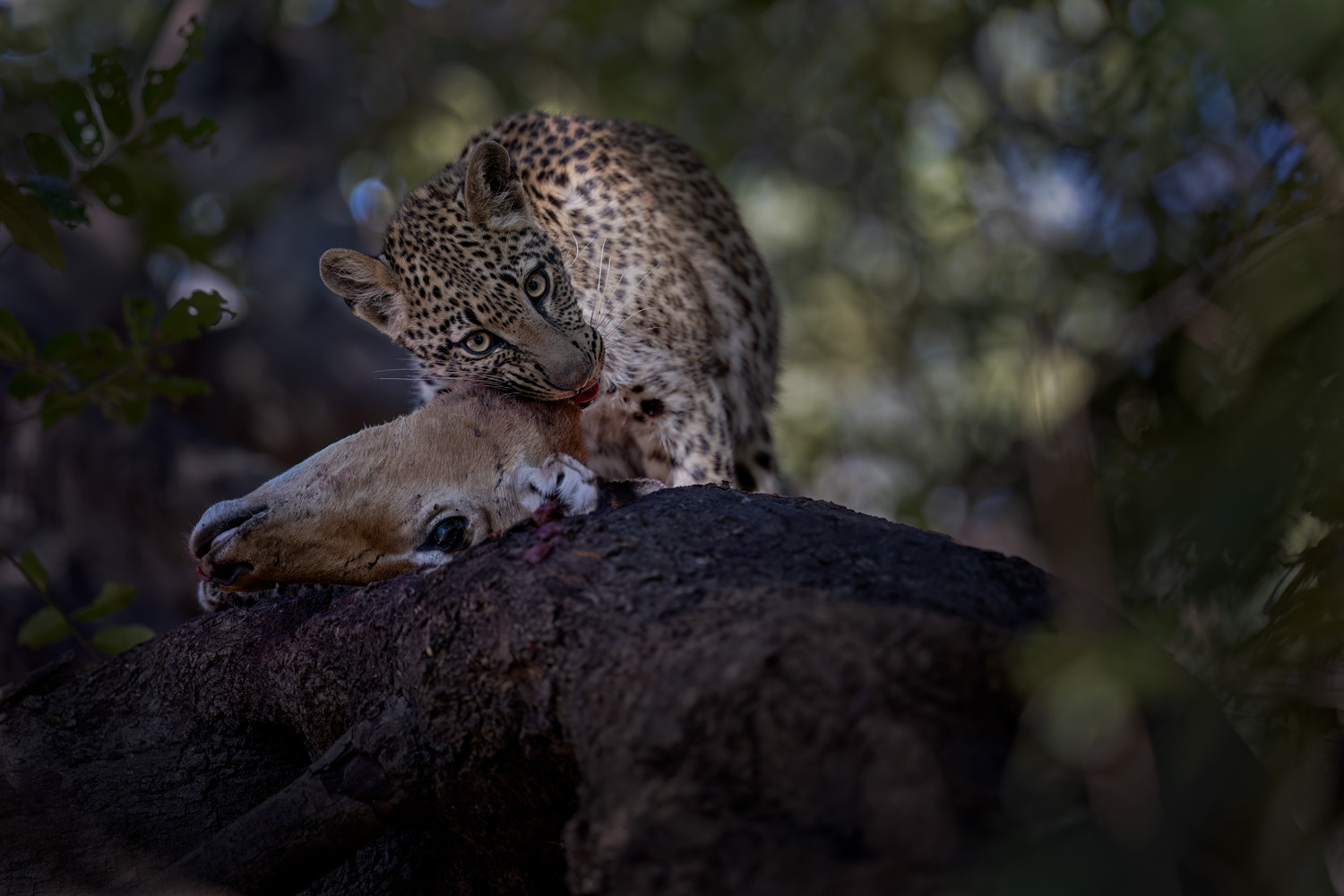Junger Leopard mit Beute - Fotoreisen Leoparden