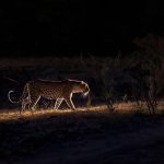 Leopard nachts unterwegs im South Luangwa Nationalpark in Sambia.