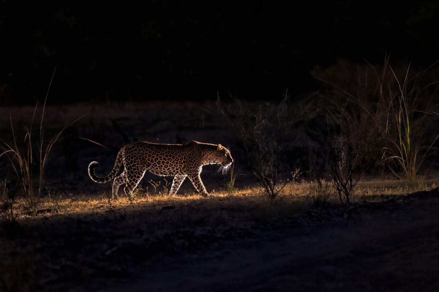 Leopard nachts unterwegs im South Luangwa Nationalpark in Sambia.