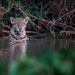 Jaguar im Wasser - close-up Portrait, Fotoreise Brasilien Pantanal