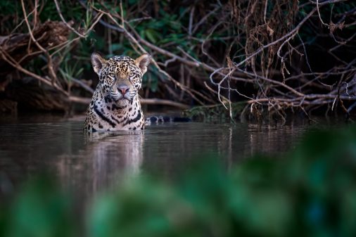 Jaguar im Wasser - close-up Portrait, Fotoreise Brasilien Pantanal