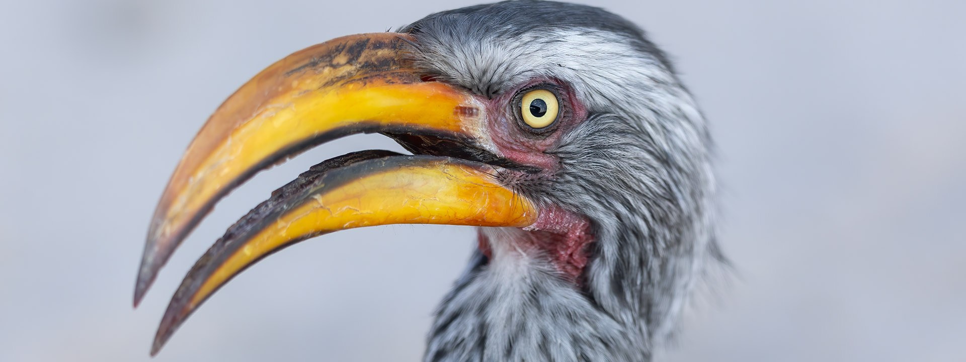 Fotoreise Botswana – Yellowbilled Hornbill