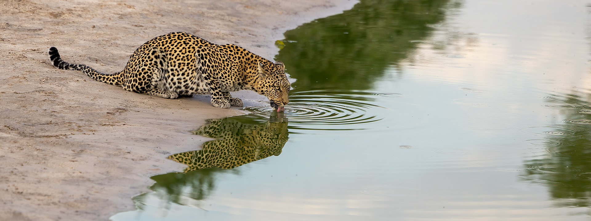 Leopard trinkend – Botswana