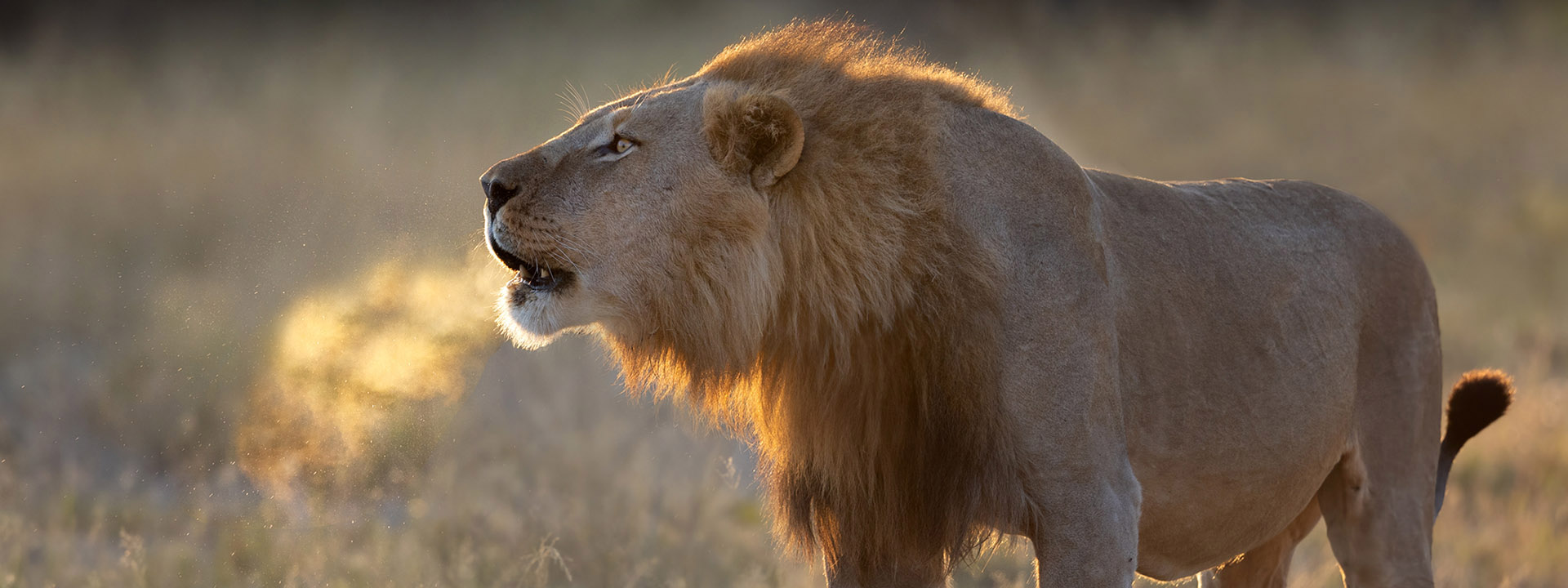 Botswana – Duba und Selinda vom 19.11. bis 29.11. 2026