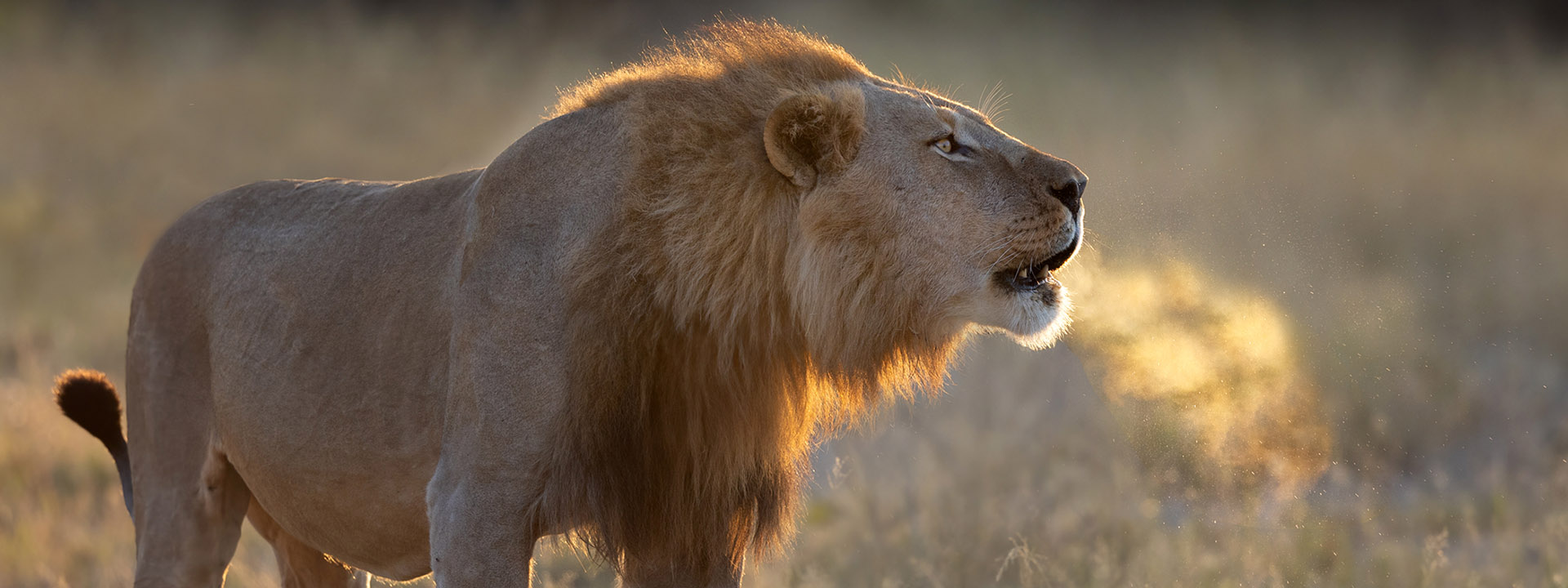 Duba und Selinda Konzession -Botswana
