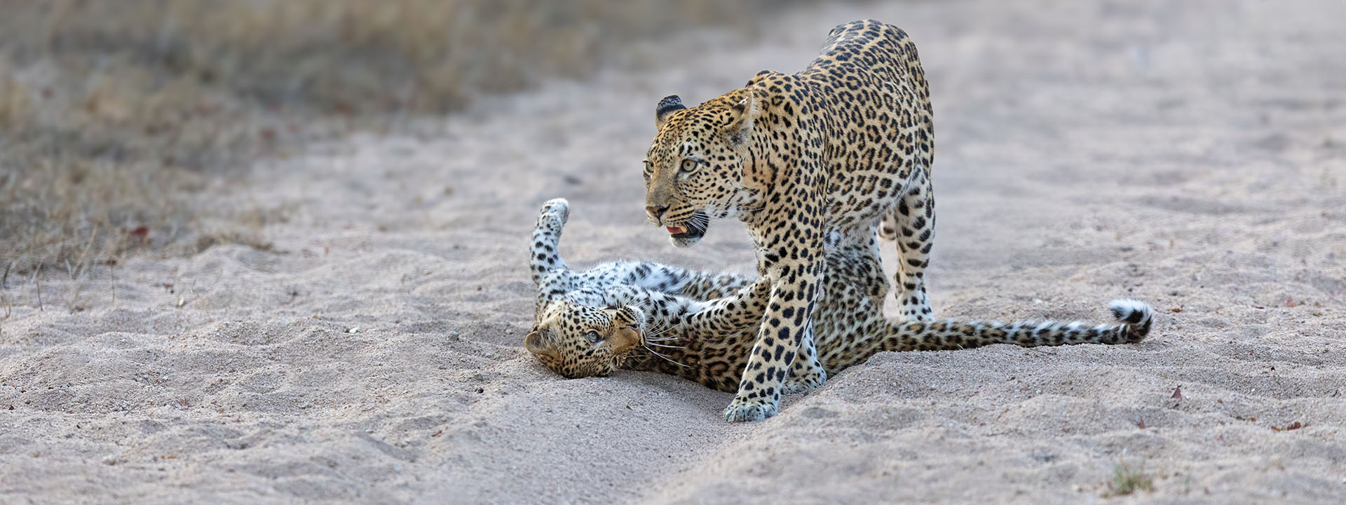 Mala Mala – Südafrika vom 13.11. bis 23.11.2027