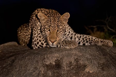 Der beste Ort um Leoparden intensiv zu fotografieren: Mala Mala