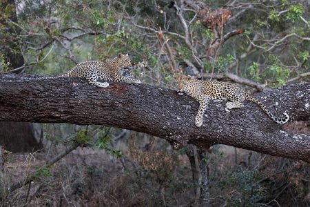 Leoparden in Mala Mala - Sabi Sands, Südafrika.