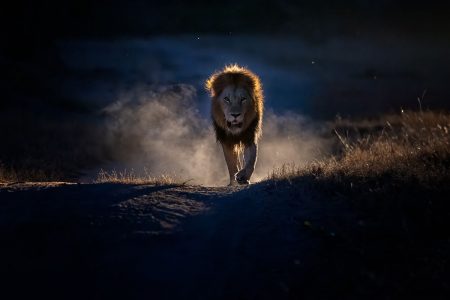 Eine Fotoreise der Extraklasse - Mala Mala in Sabi Sands.