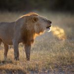 Fotoreise Botswana exklusiv - Selinda Konzession. Brüllender Löwe.