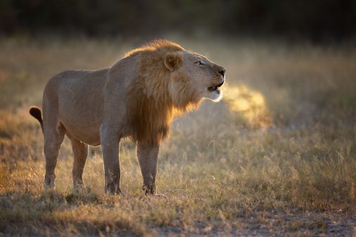 Fotoreise Botswana exklusiv - Selinda Konzession. Brüllender Löwe.