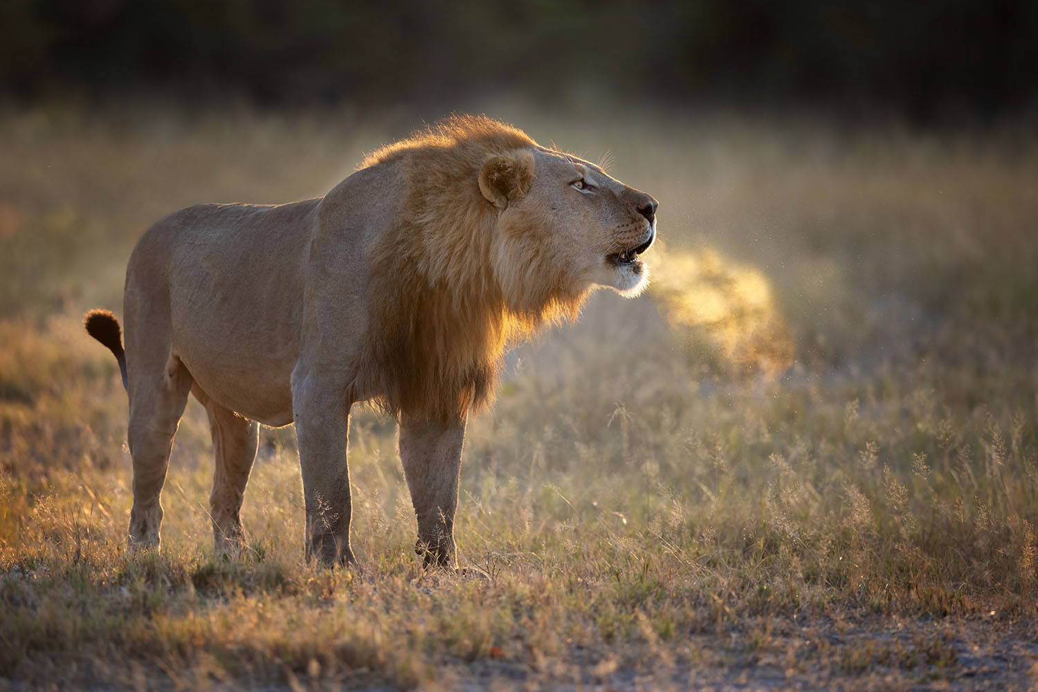 Fotoreise Botswana exklusiv - Selinda Konzession. Brüllender Löwe.