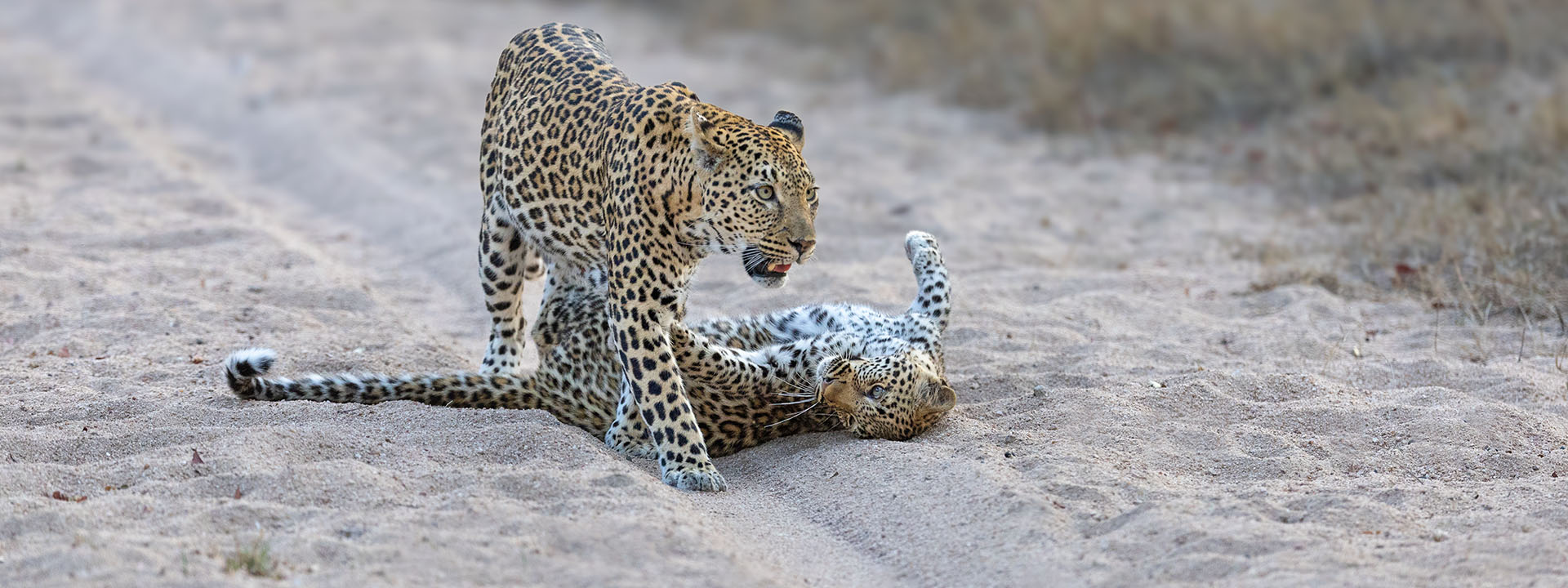 Mala Mala – Leopardin mit Jungem