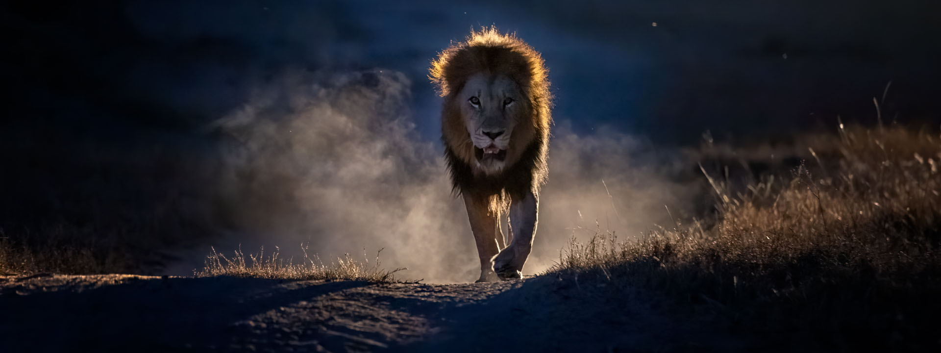 Mala Mala Lion in the darkness