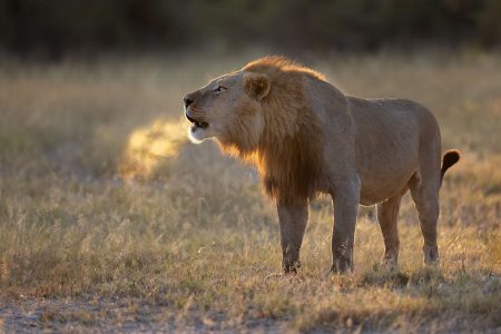 Duba Lion - Botswana