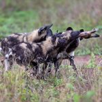 Junge afrikanische Wildhunde, Mala Mala - Südafrika.
