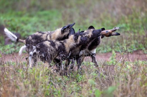 Junge afrikanische Wildhunde, Mala Mala - Südafrika.
