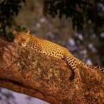 Fotoreise Leoparden Sambia