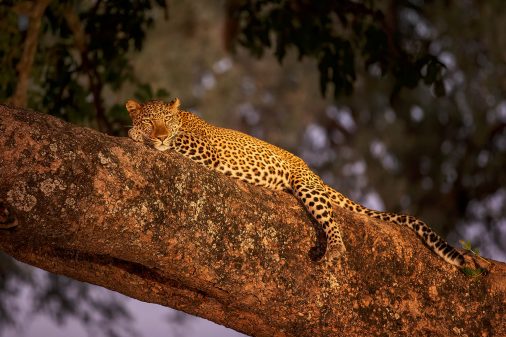 Fotoreise Leoparden Sambia