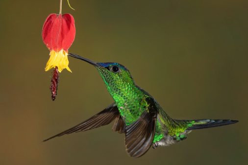 Blaukronennymphe - Violet-capped woodnymph - Thalurania glaucopis