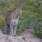 Maennlicher Leopard - Mala Mala Fotoreise mit Stephan Tuengler