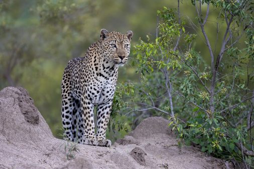 Maennlicher Leopard - Mala Mala Fotoreise mit Stephan Tuengler