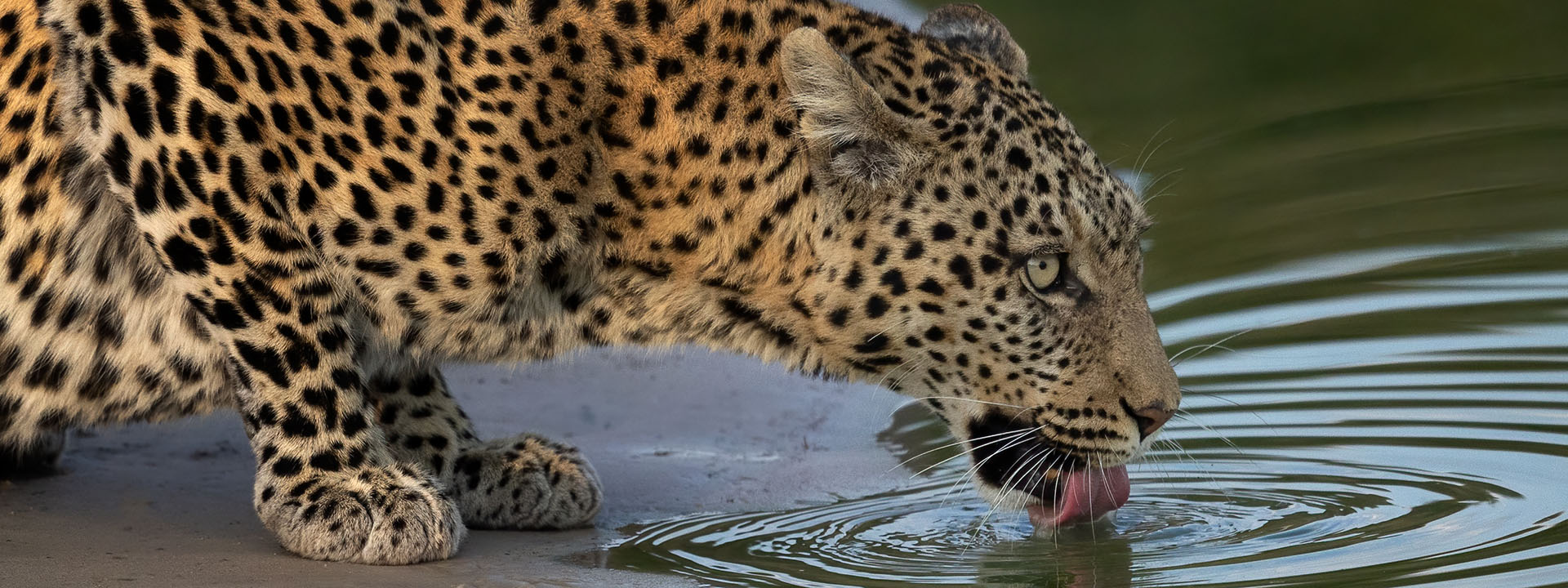 Leopard Savute Botswana
