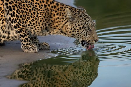Leopard Botswana