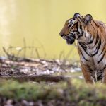 Fotoreise Indien - Tiger