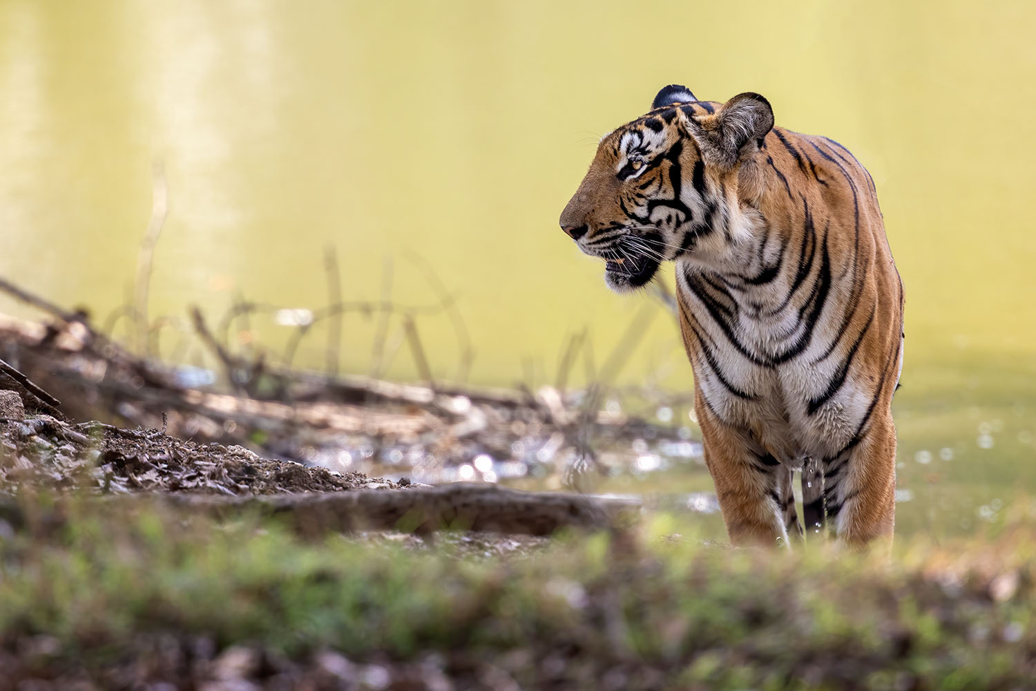 Fotoreise Indien - Tiger