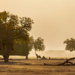 Mana Pools Nationalpark, Simbabwe - Elefant spät am Nachmittag an der Sambesi Riverfront.