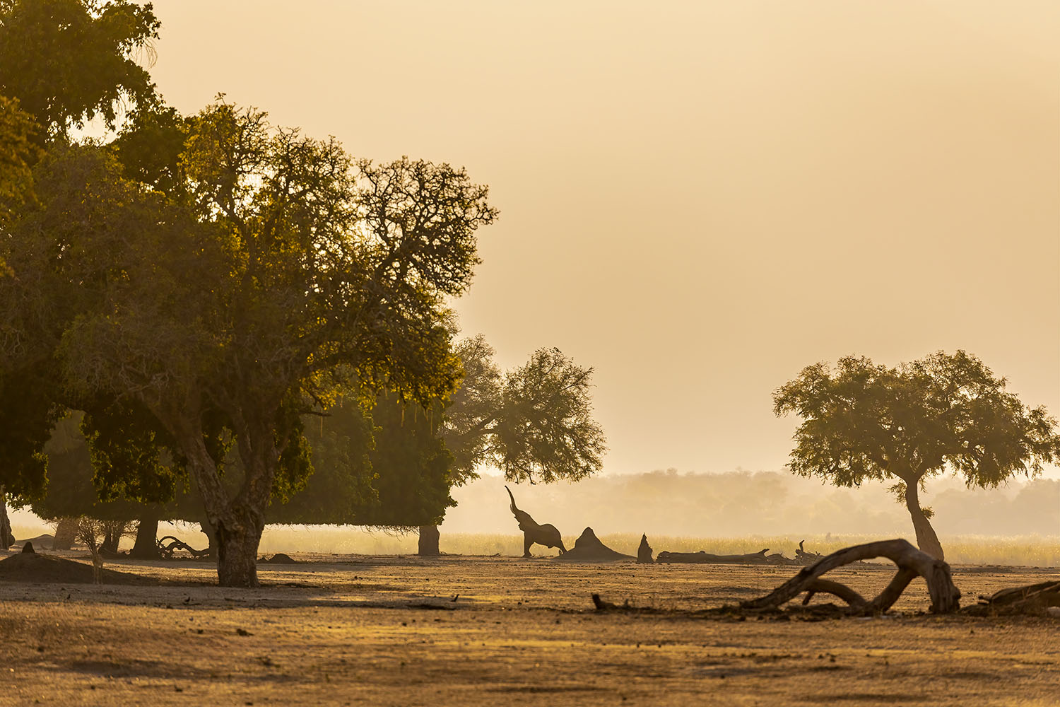 Mana Pools Nationalpark, Simbabwe - Elefant spät am Nachmittag an der Sambesi Riverfront.