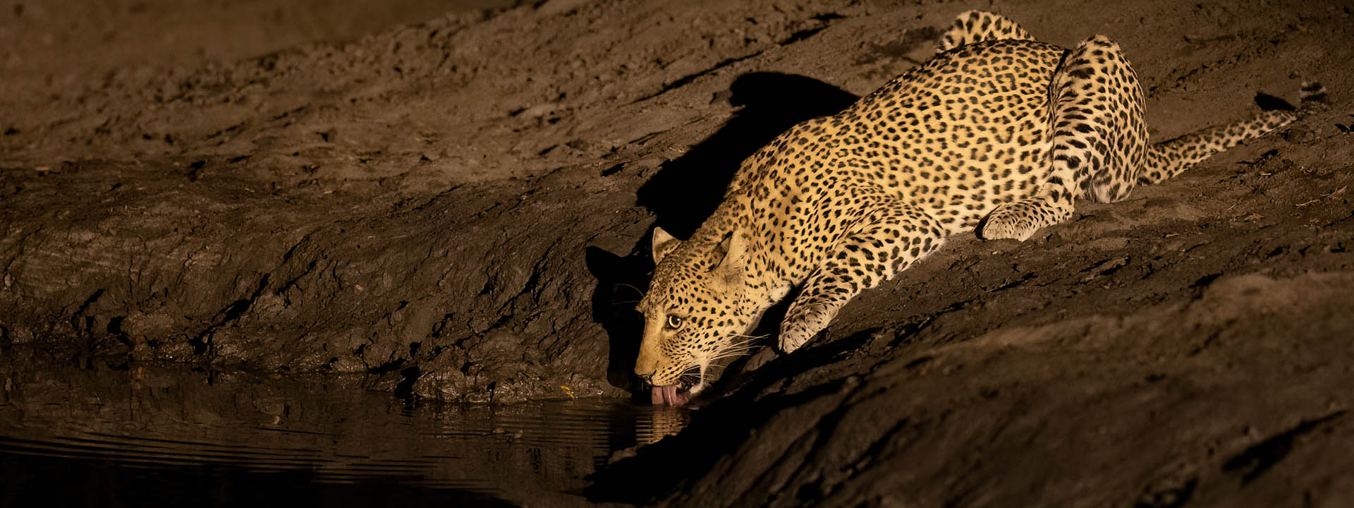 Leopard Kanga Pan