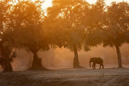 Im Akazienwald von Mana Pools - Simbabwe