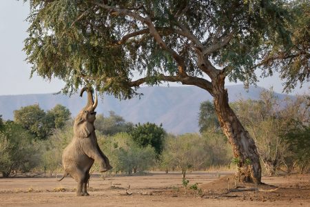 Elephant on hint legs