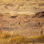 Fotoreise Kalahari - Südafrika und Botswana