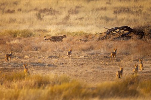 Fotoreise Kalahari - Südafrika und Botswana