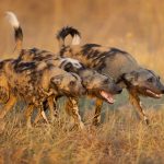 Afrikanische WIldhunde - Botswana, Chobe Nationalpark.