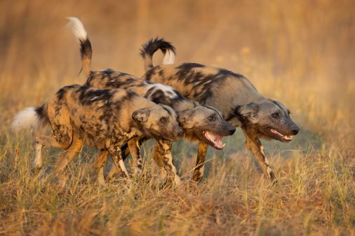 Afrikanische WIldhunde - Botswana, Chobe Nationalpark.