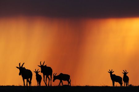 Masai-Mara-Topi-Silhouetten