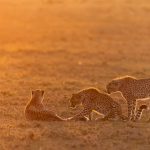 Geparden in der Maasai Mara, Kenia.
