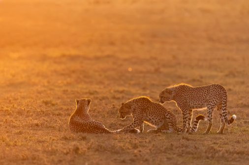 Geparden in der Maasai Mara, Kenia.
